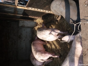 Porci de vanzare - imagine 3