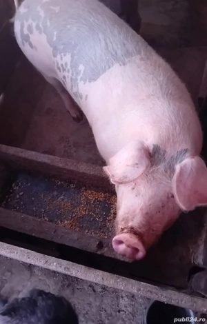 porc de vanzare  - imagine 2