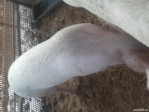 porc de tăiat - imagine 3