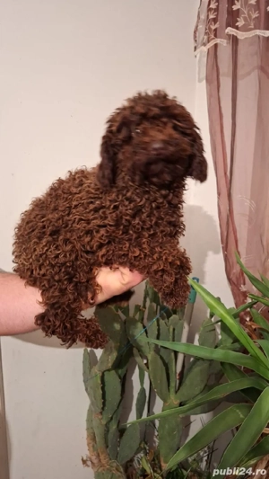 Pudel (caniche) - imagine 3