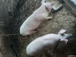 porc de taiat - imagine 3