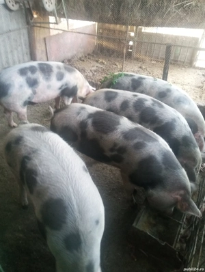 Vând porci preț 12lei kg - imagine 4