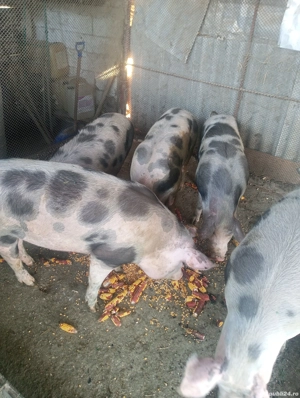 Vând porci preț 12lei kg - imagine 2