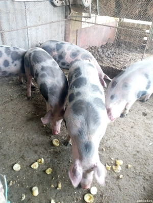 Vând porci preț 12lei kg - imagine 5