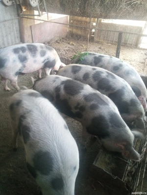 Vând porci preț 12lei kg - imagine 3