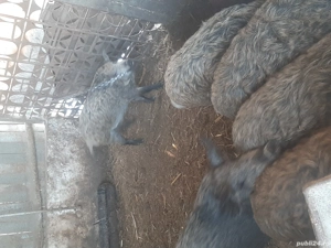 purcei Mangalița - imagine 4