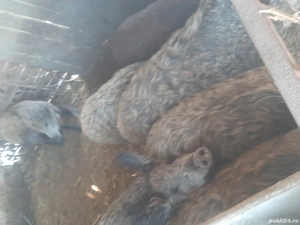 purcei Mangalița - imagine 2