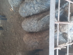 purcei Mangalița - imagine 3