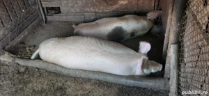 Vand 3 porci - imagine 2