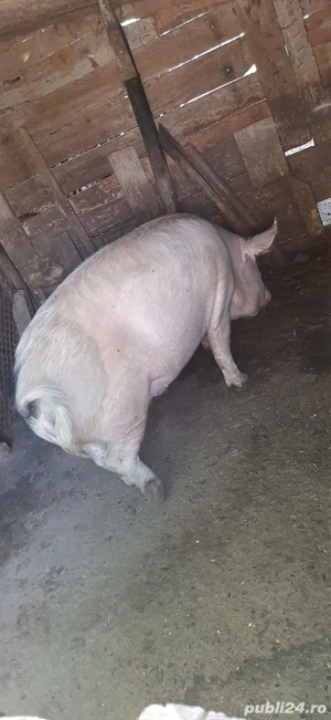 Vand 3 porci - imagine 3