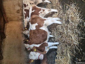 vand trei vitele genetică top - imagine 2