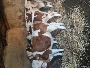 vand trei vitele genetică top - imagine 3