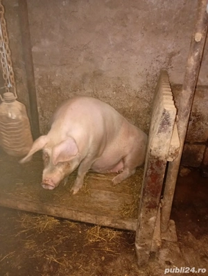 vând scroafă  - imagine 2
