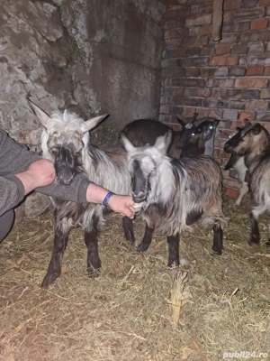 capre de vanzare  - imagine 2