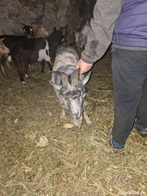 capre de vanzare  - imagine 3