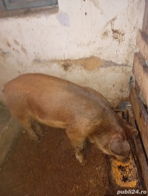 vând sau schimb vier duroc 