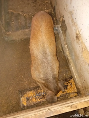 vând sau schimb vier duroc  - imagine 2