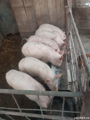 Purcei pic,greutate 35-40kg! - imagine 2