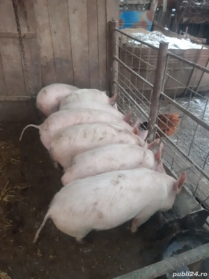 Disponibili, 35-40 kg - imagine 2