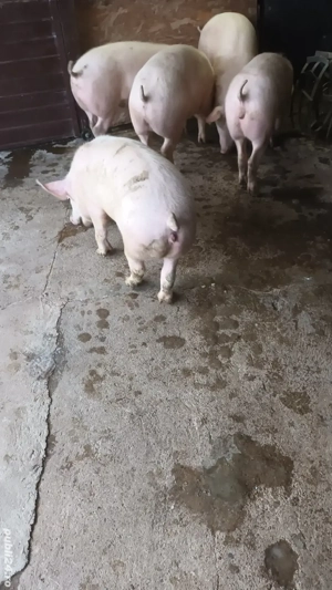 Soldani rasa de carne - imagine 3