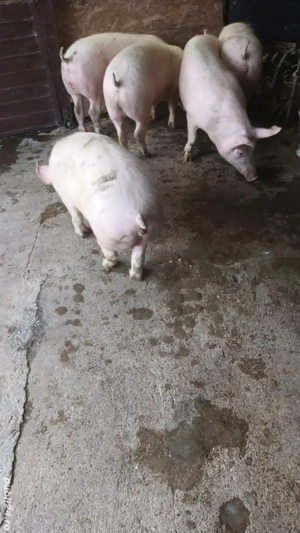 Soldani rasa de carne - imagine 4