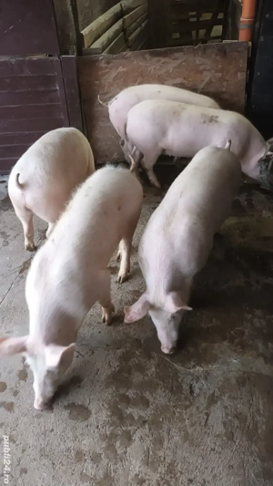 Soldani rasa de carne