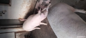 Porci de vânzare  - imagine 2