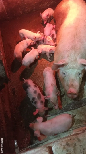  Scroafa cu purcei - imagine 3