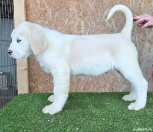 Ciobanesc de asia centrala 