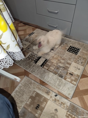 Bichon maltez băiat  - imagine 3
