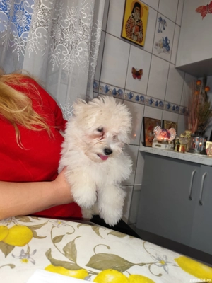 Bichon maltez băiat  - imagine 2