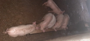 Vand purceluși  - imagine 3