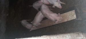 Vand purceluși  - imagine 2