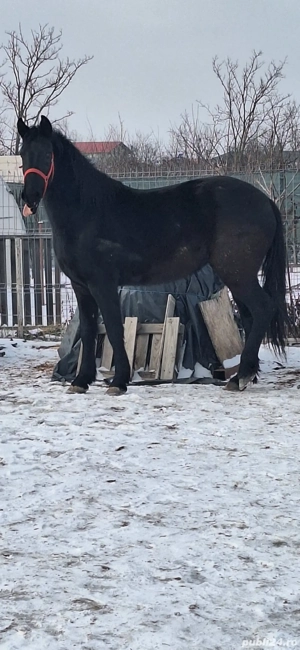 Iapa manza metis Frizian - imagine 4