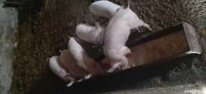 Vand purceluși  - imagine 4