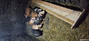 vand purcei de 2 luniii - imagine 2