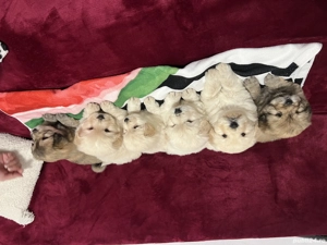 Chow Chow vaccinati si deparazitați 