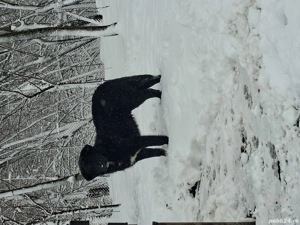 Ciobanesc Corb - 7 luni.