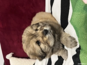 Chow Chow vaccinati si deparazitați  - imagine 3