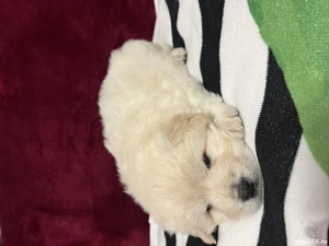 Chow Chow vaccinati si deparazitați  - imagine 2