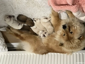 Chow Chow vaccinati si deparazitați  - imagine 4