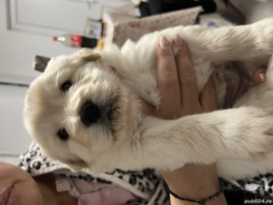 Chow Chow vaccinati si deparazitați  - imagine 5