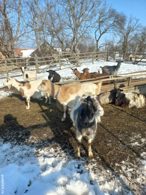 cape de vânzare  - imagine 2