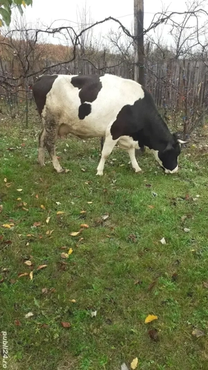 vaci de lapte - imagine 3