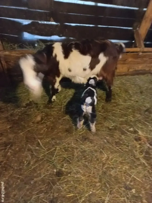 cape de vânzare  - imagine 3