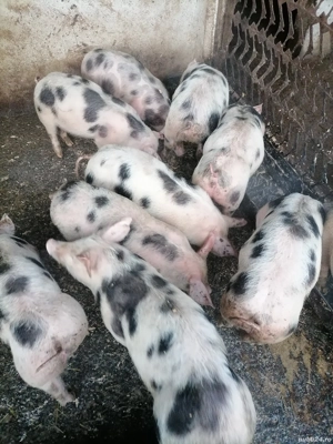 Purcei pietrain de vânzare  - imagine 2