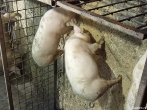 soldani de vanzare - imagine 4