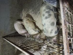 soldani de vanzare - imagine 2