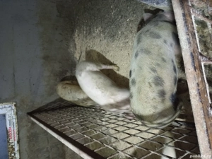 soldani de vanzare - imagine 3