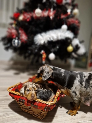 Catei Teckel Arlechin Arlequin      Pui de căței disponibili pentru rezervare 